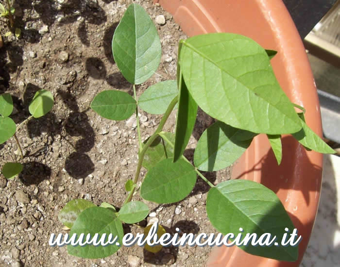 Pianta trapiantata / Transplanted plant