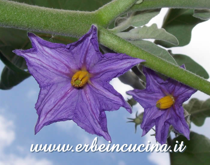 Fiore di melanzana bianca / White Eggplant Flower