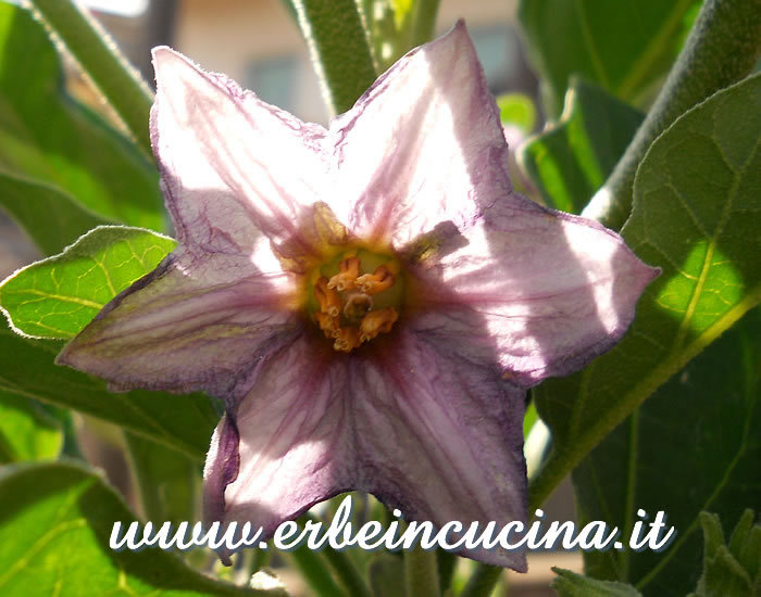 Fiore di melanzana Huevo de Oro / Huevo de Oro eggplant flower