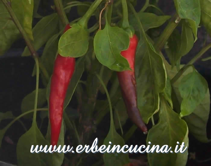 Peperoncini Mexican Red Cayenne pronti da raccogliere / Ripe Mexican Red Cayenne chili pepper pods
