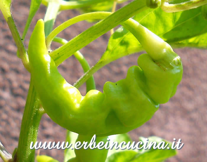 Peperoncino Murupi Amarela non ancora maturo / Unripe Murupi Amarela chili pod