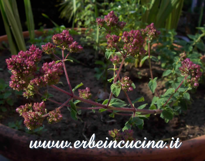 Rametto in fiore / Flowered sprig