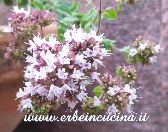 Fiori di origano / Oregano flowers