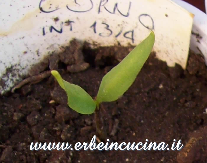 Piantina neonata / Newborn plant
