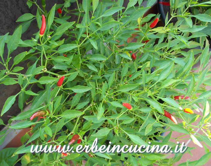 Peperoncini Long Pequin pronti da raccogliere / Ripe Long Pequin chili pepper pods