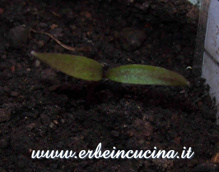 Peperoncino Peruvian Purple appena nato / Newborn Peruvian Purple pepper plant