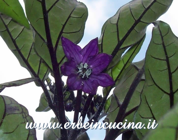 Fiore di peperoncino Peruvian Purple / Peruvian Purple chili flower