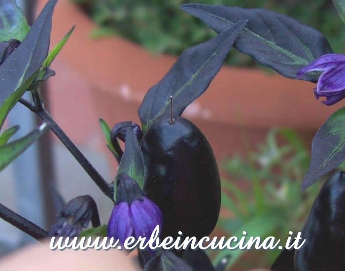 Peperoncino Peruvian Purple non ancora maturo / Unripe Peruvian Purple chili pod
