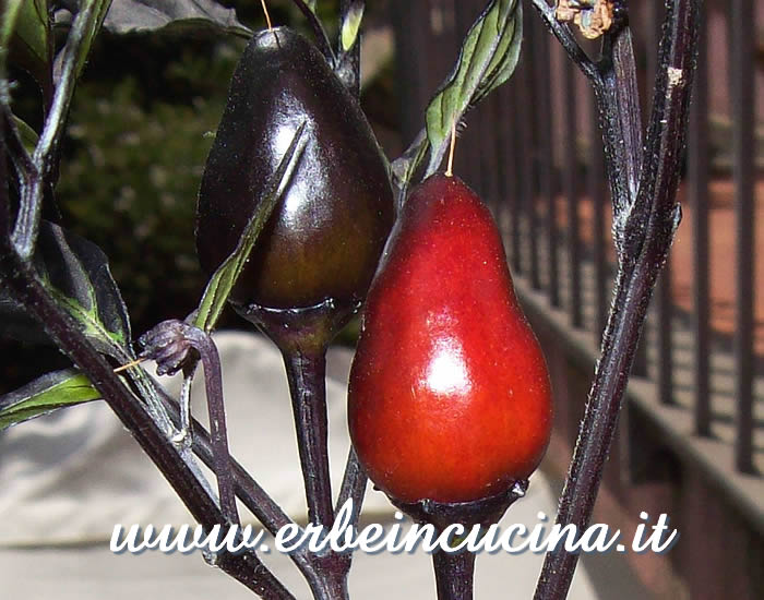 Peperoncini Peruvian Purple maturo e immaturo / Ripe and unripe Peruvian Purple chili pods