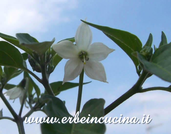 Fiore di peperoncino Piri Piri Algarve / Piri Piri Algarve chili pepper flower