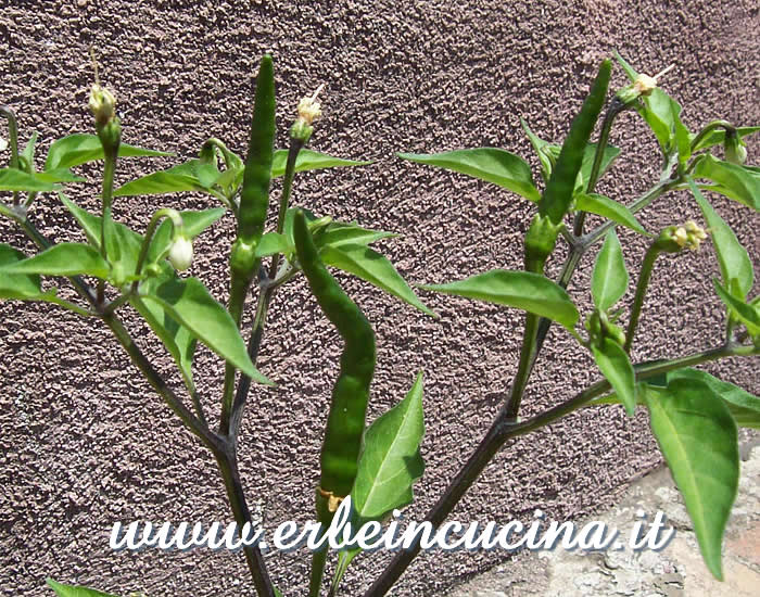 Peperoncini Piri Piri Algarve non ancora maturi / Unripe Piri Piri Algarve chili pods