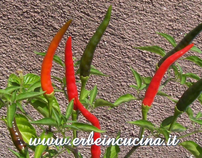 Peperoncini Piri Piri Algarve maturi / Ripe Piri Piri Algarve chili pods