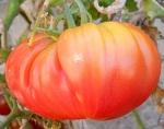 Bear Claw tomato