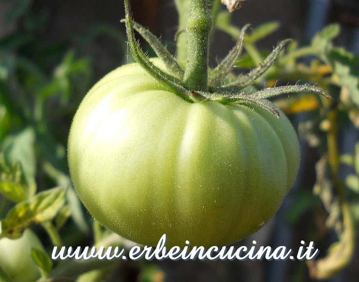Pomodoro Belmonte non ancora maturo / Unripe Belmonte tomato