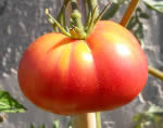 Berner Rose tomato