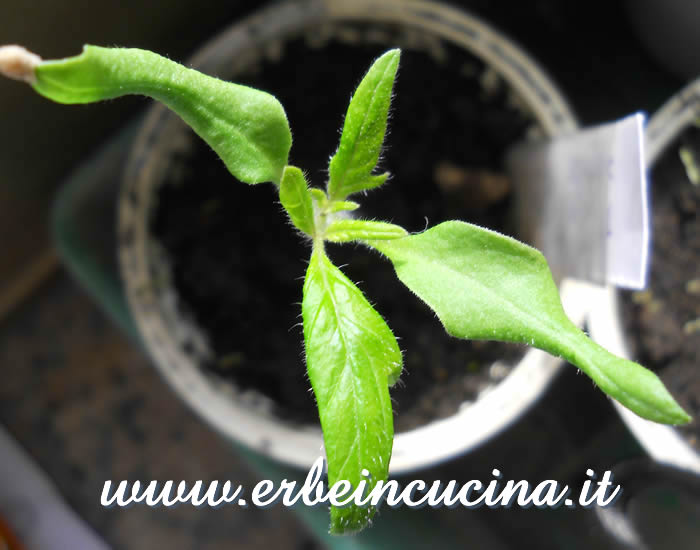 Pomodoro Berner Rose, prime foglie vere / Berner Rose tomato, first true leaves