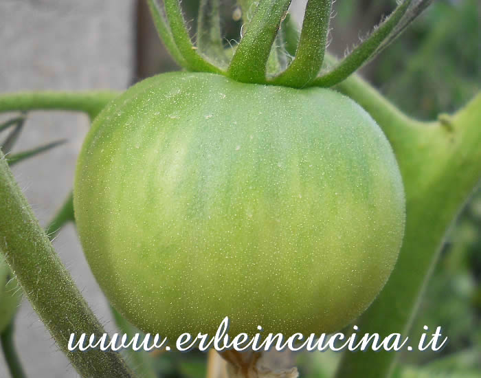 Pomodoro Berner Rose non ancora maturo / Unripe Berner Rose tomato