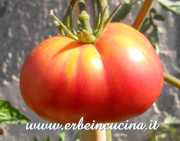 Pomodoro Berner Rose maturo / Ripe Berner Rose tomato
