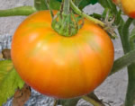 Big Rainbow tomato