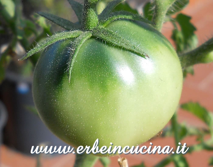 Pomodoro Black Russian non ancora maturo / Unripe Black Russian tomato