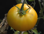 Brandywine Yellow tomato