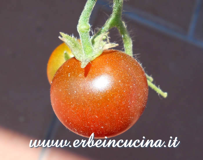 Pomodoro Ciliegino Nero (Cherry Black) maturo / Ripe Cherry Black Tomato