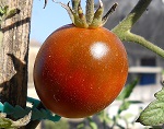 Pomodoro Nero di Crimea
