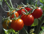  Gardener's Delight tomato