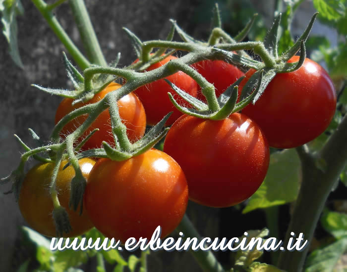 Pomodori Gardener's Delight maturi / Ripe Gardener's Delight tomatoes