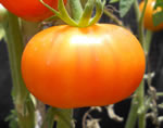 Golden Queen tomato