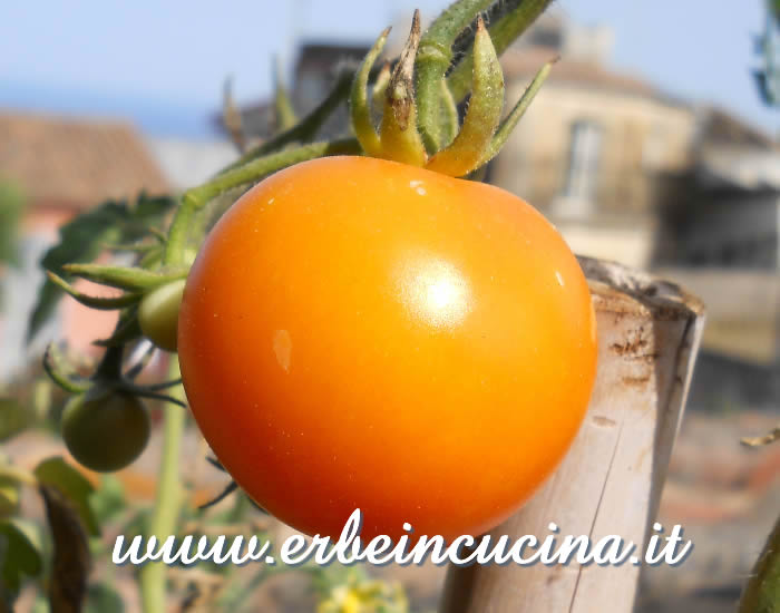 Pomodoro Golden Sunrise maturo / Ripe Golden Sunrise tomato