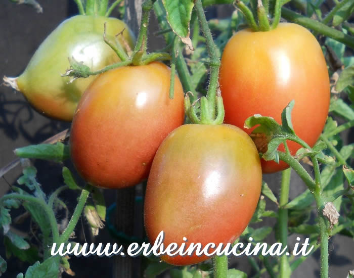 Pomodori datterini Purple Russian  / Purple Russian Plum Tomatoes
