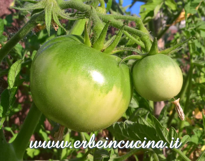 Pomodori Saint Pierre non ancora maturi / Unripe Saint Pierre tomatoes