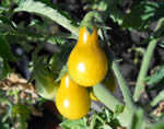 Pomodoro Yellow Pear