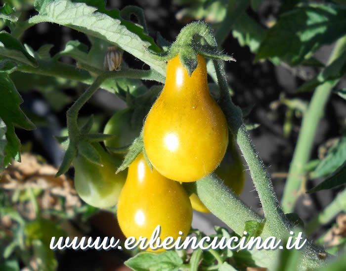 Pomodori Yellow Pear maturi / Ripe Yellow Pear Tomatoes