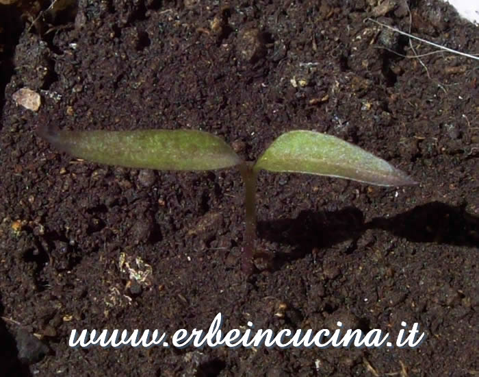 Peperoncino Purple Prince appena nato / Newborn Purple Prince chili plant