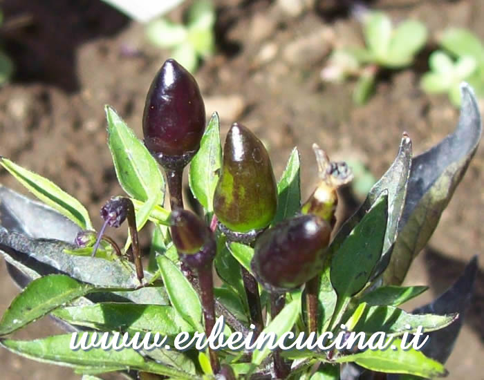 Peperoncini Purple Prince non ancora maturi / Unripe Purple Prince chili pepper pods