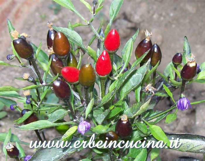 Peperoncini Purple Prince a vari stadi di maturazione / Ripe and Unripe Purple Prince chili pepper pods