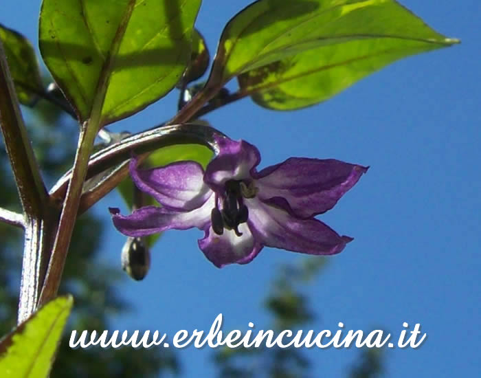 Fiore variegato di peperoncino Rain Forest Tricolor / Rain Forest Tricolor chili flower