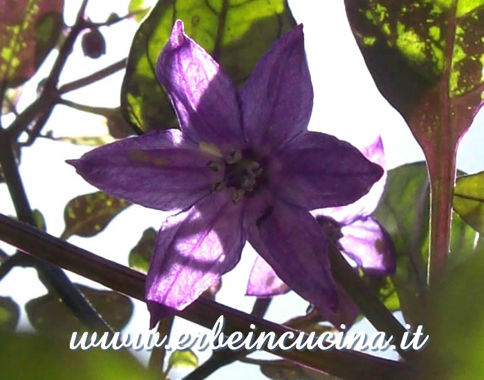 Fiore viola di peperoncino Rain Forest Tricolor / Rain Forest Tricolor chili flower