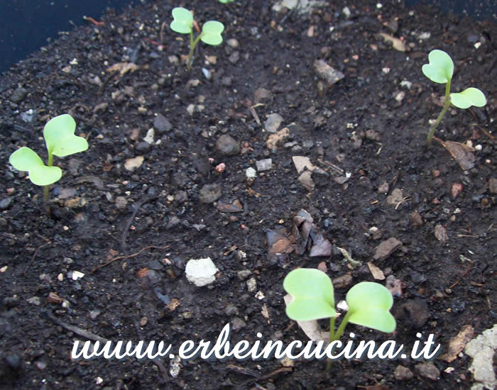 Ramolacci 'Winter Black' appena nati / Newborn 'Winter Black' radishes