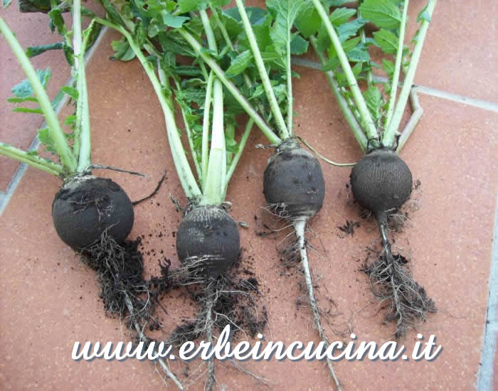 Raccolto di ramolacci 'Winter Black' / 'Winter Black' radishes harvest