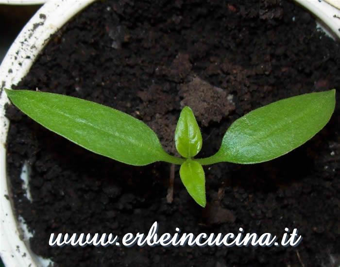 Peperoncino Redskin, prime foglie vere / Redskin chili, first true leaves