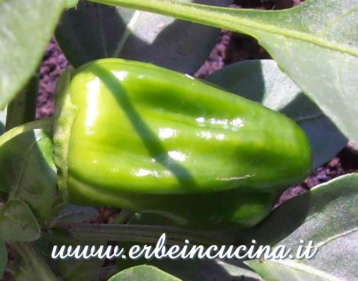 Peperoncino Redskin non ancora maturo / Unripe Redskin chili pepper pod
