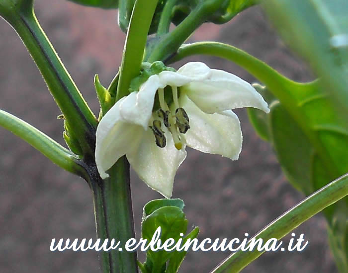Fiore di Peperoncino Round of Hungary / Round of Hungary chili pepper flower