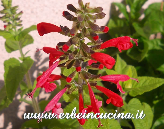 Fiori di salvia coccinea / Scarlet sage flowers