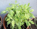 Salvia Dorata Icterina