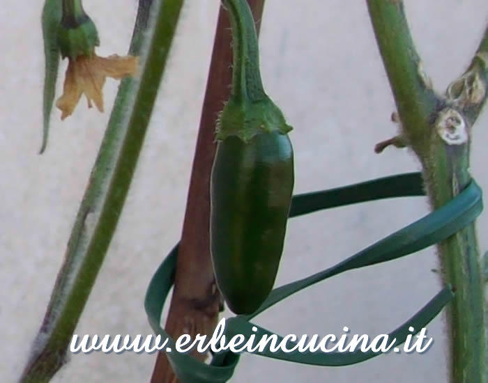 Peperoncino Serrano non ancora maturo / Unripe Serrano chili pepper pod