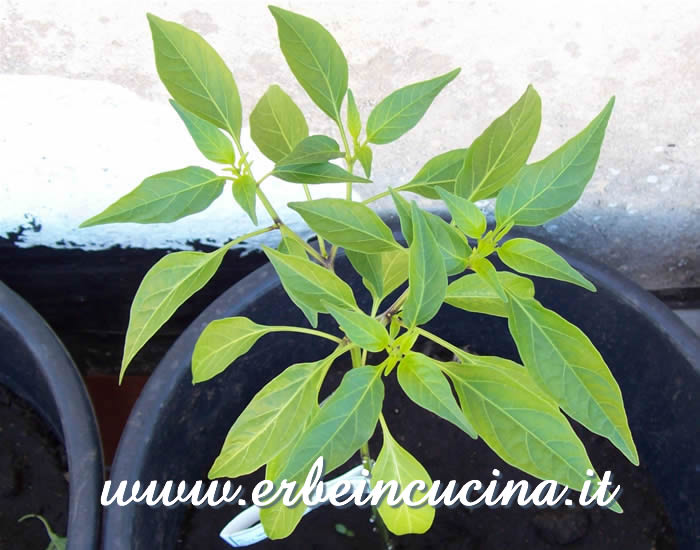 Pianta rinvasata / Repotted plant