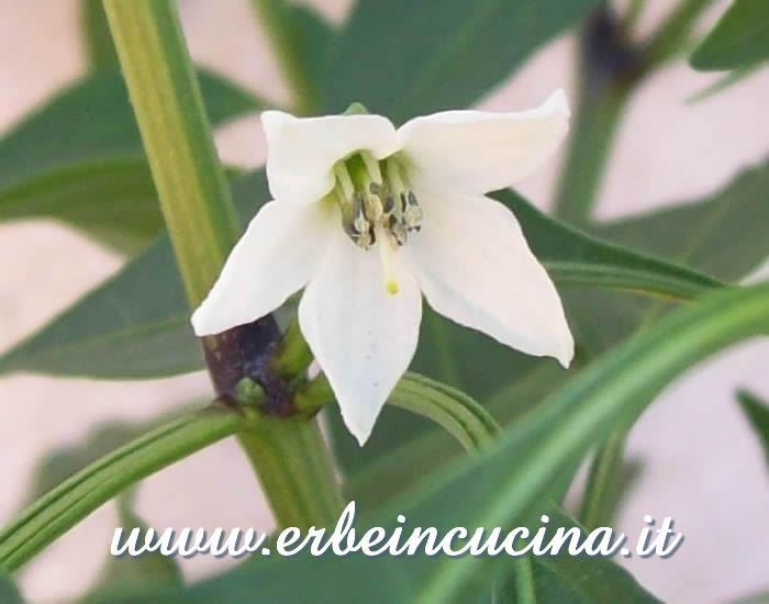 Fiore di Siciliano / Siciliano Flower